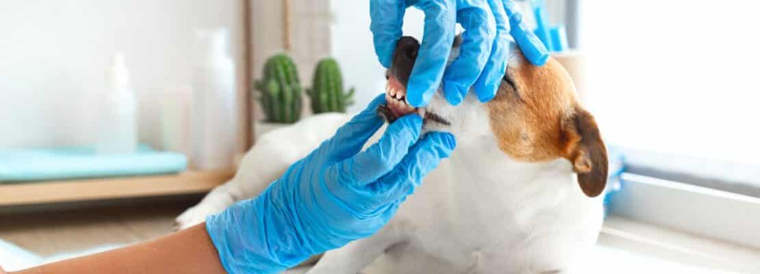 Dlaczego ważna jest opieka stomatologiczna dla psa?