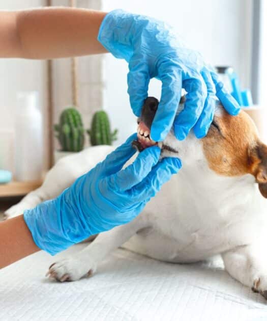 Dlaczego ważna jest opieka stomatologiczna dla psa?